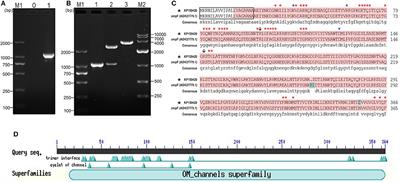 Molecular Characterization, Phylogenetic, Expression, and Protective Immunity Analysis of OmpF, a Promising Candidate Immunogen Against Yersinia ruckeri Infection in Channel Catfish
